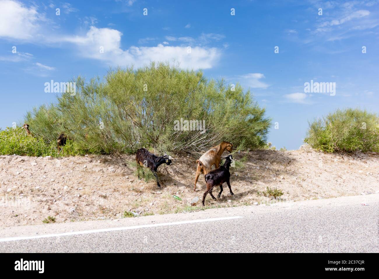 Capre che arrampicano su un piccolo albero di argan, nutrendo su foglie di argan vicino alla strada asfaltata in Marocco. Capre marocchine Foto Stock