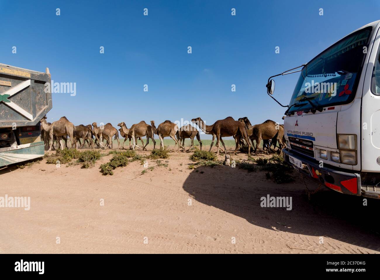Marocco, Africa del Nord, 2019 febbraio: Gruppo di cammelli che camminano in un piccolo campo di fattoria marocchina. Mandria di un cammello, dromedari e lavori stradali a zampino Foto Stock