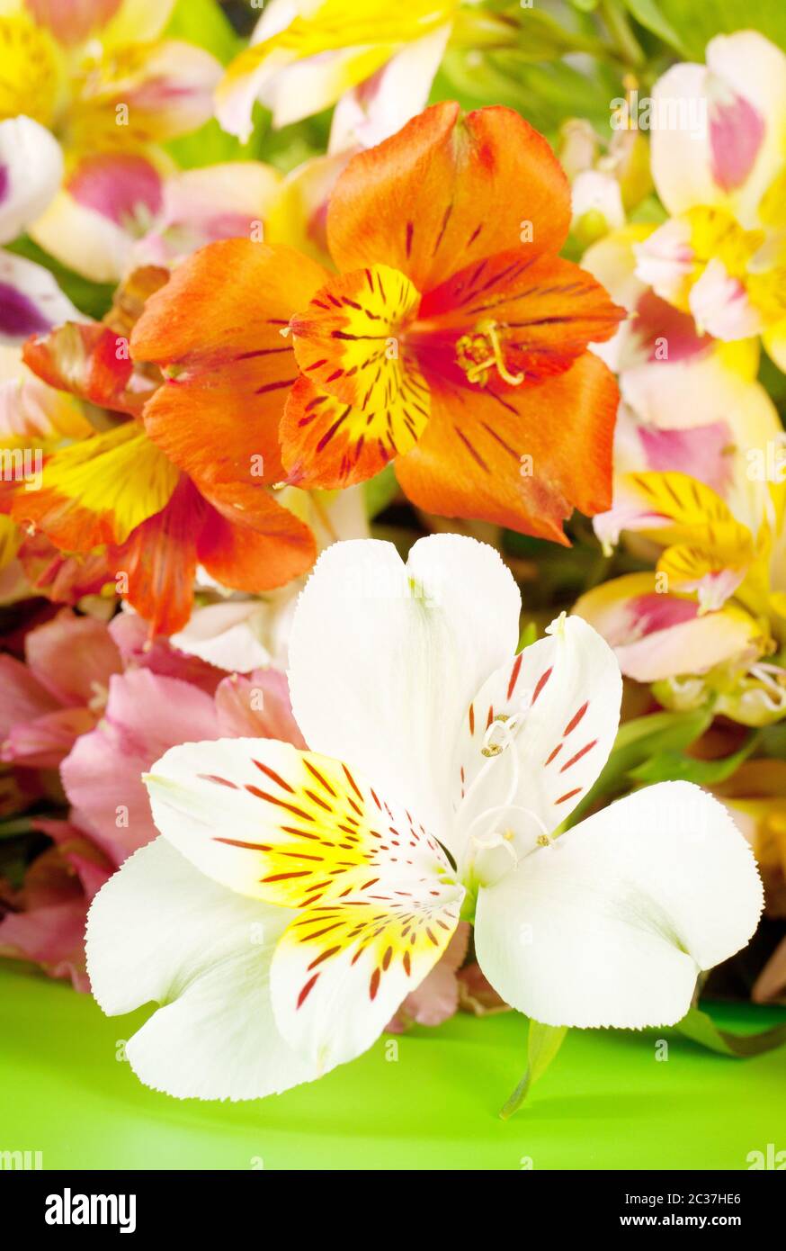 La bright white alstroemeria con uno sfondo sfocato Foto Stock