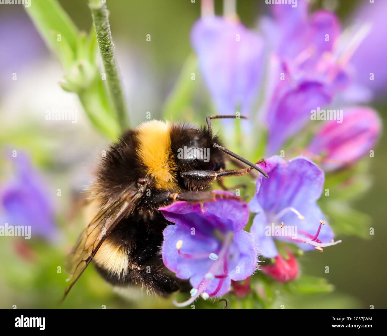 un bumblebee cerca cibo su un fiore Foto Stock