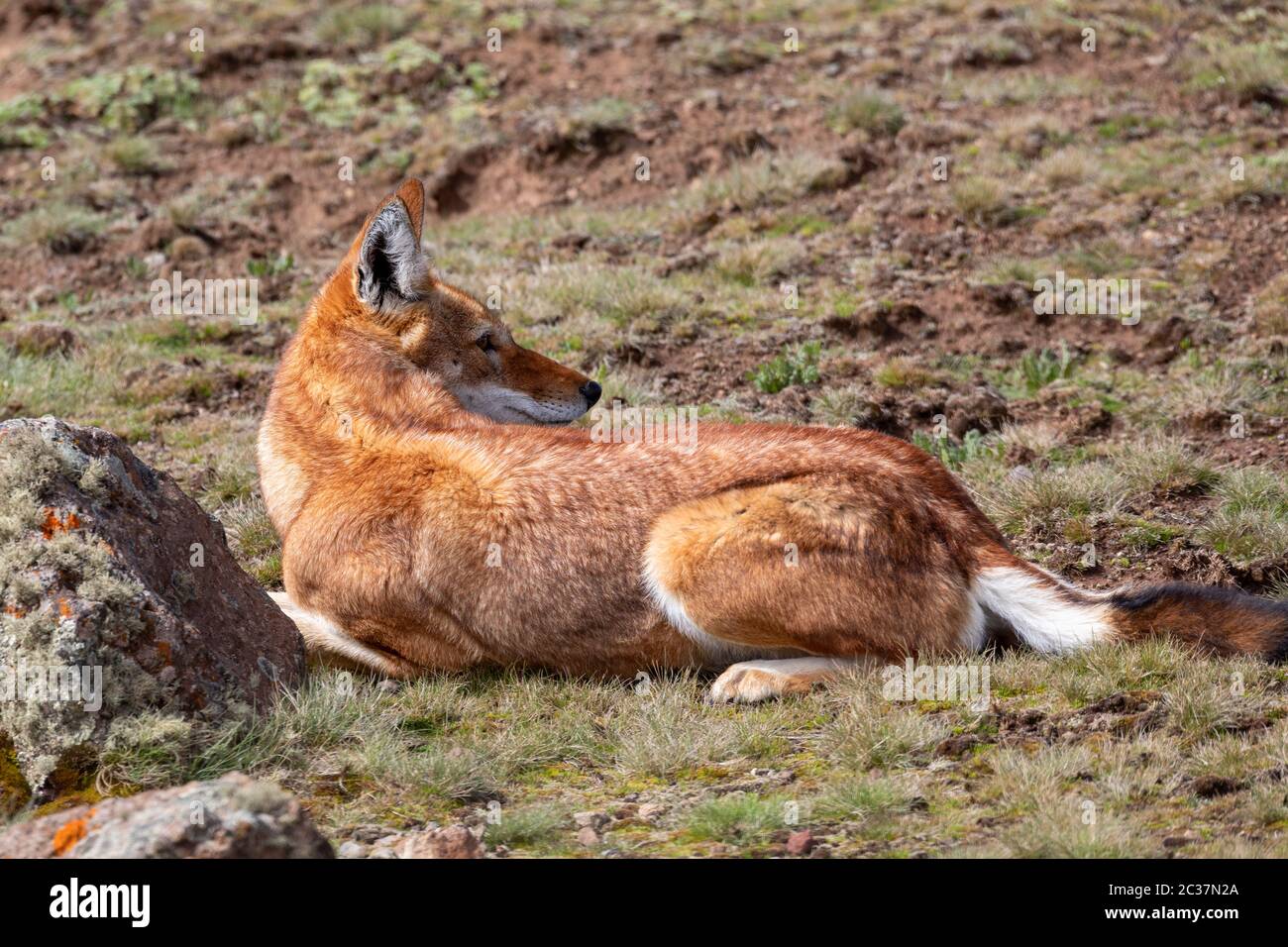 Caccia molto rara endemica lupo etiope, Canis simensis, Sanetti Plateau in montagne di balle, Africa fauna etiope. Solo circa 440 wolfs sopravvissuto Foto Stock