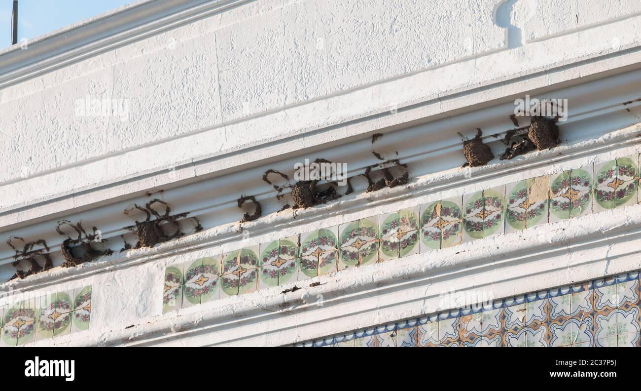 Swallow nidi appesi al muro di una casa tradizionale in Portogallo Foto Stock