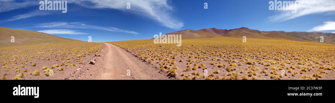 Strada e piume peruviane, jarava ichu, nella Puna de Atacama, Argentina. Puna de Atacama è un altopiano arido nelle Ande del Cile settentrionale Foto Stock