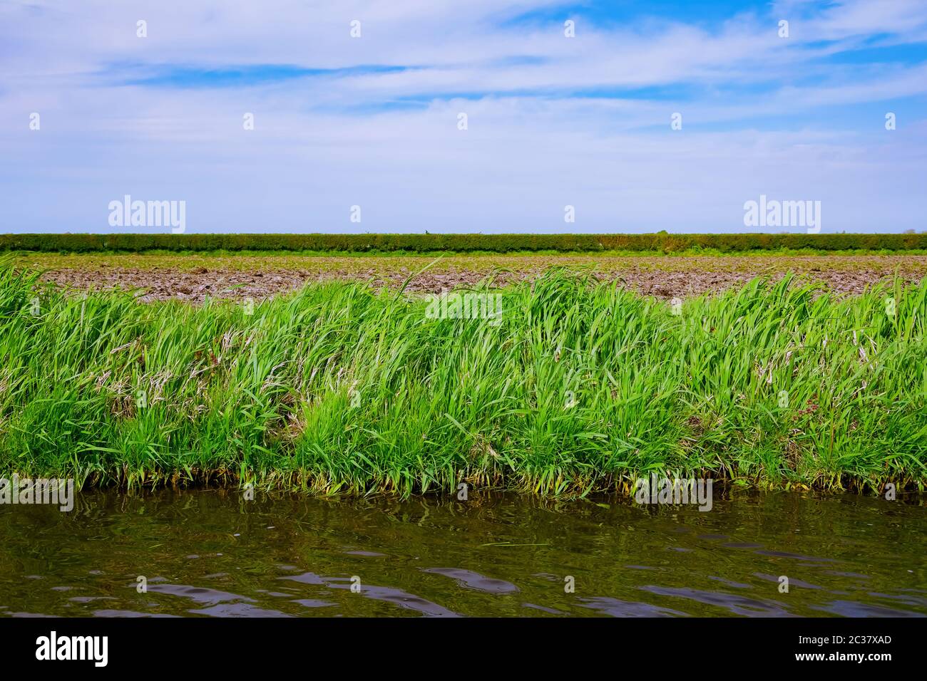 Riva del fiume con erba Foto Stock
