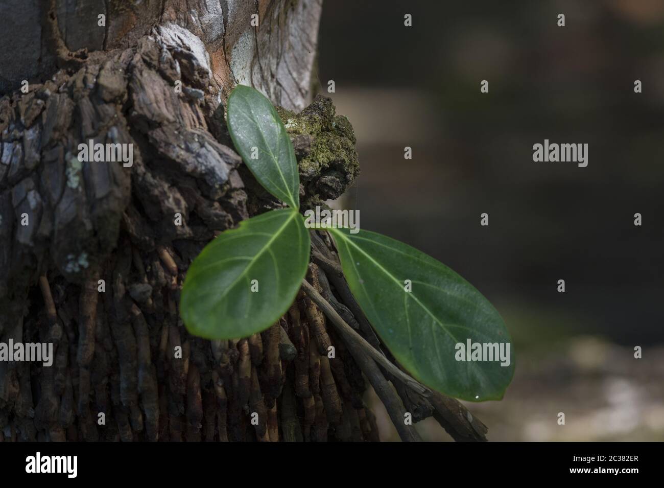 Giovane Strangler Fig, Ficus aurea, Moraceae, Parco Nazionale del Corcovado, Penisola di Osa, Costa Rica, Centroamerica Foto Stock