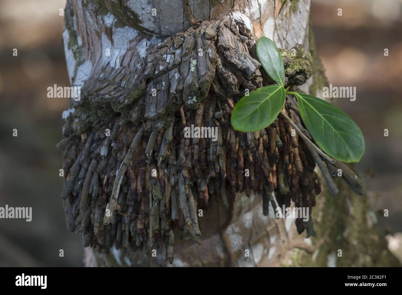 Giovane Strangler Fig, Ficus aurea, Moraceae, Parco Nazionale del Corcovado, Penisola di Osa, Costa Rica, Centroamerica Foto Stock