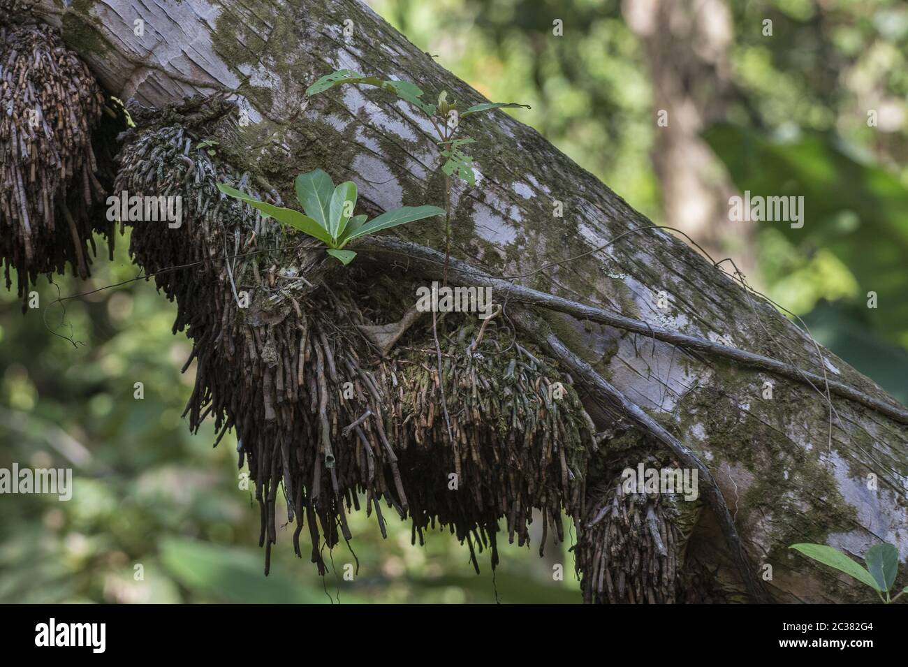 Giovane Strangler Fig, Ficus aurea, Moraceae, Parco Nazionale del Corcovado, Penisola di Osa, Costa Rica, Centroamerica Foto Stock