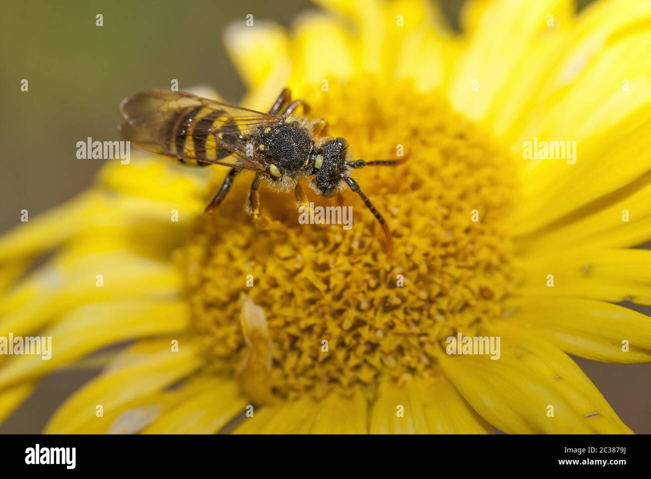 Indeterminato di ape o vespa selvatico Foto Stock