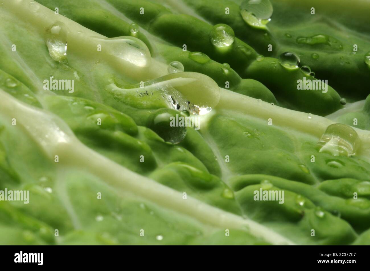Foglia di cavolo sabaudo con gocce d'acqua Foto Stock