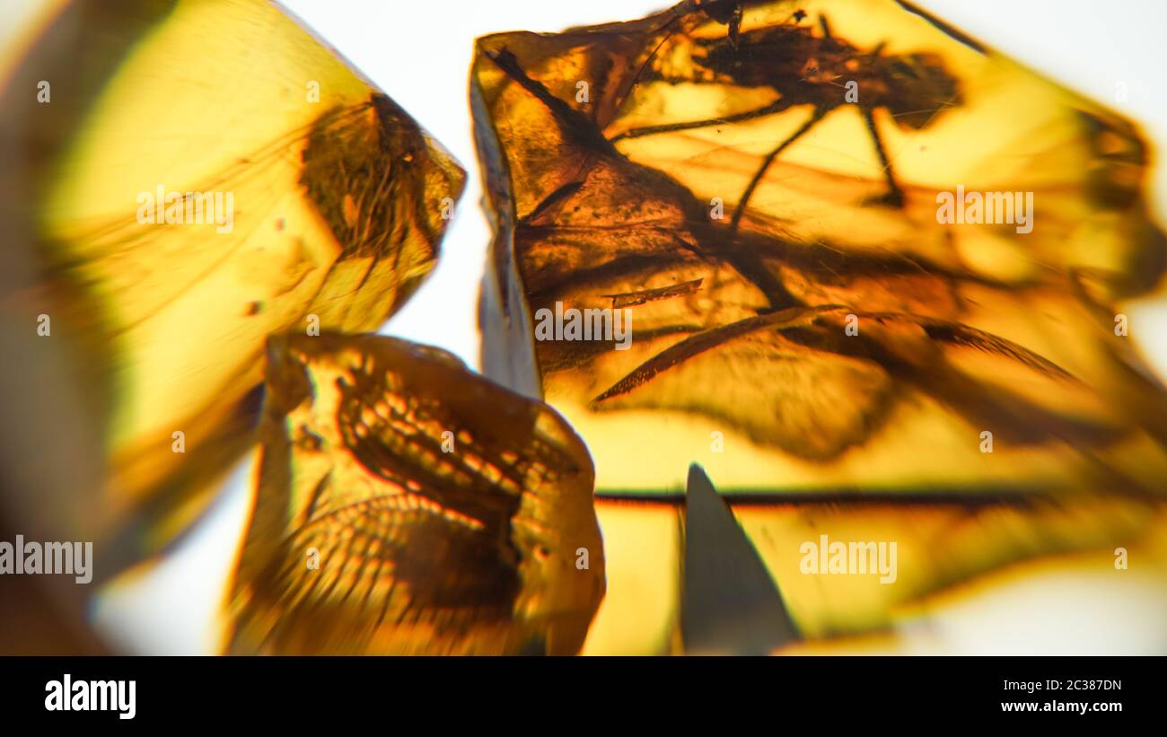 Pietra ambra. Autentico ambra baltica con macro di insetti fossili  preistorici. Lente di ingrandimento e ambra crescente Foto stock - Alamy