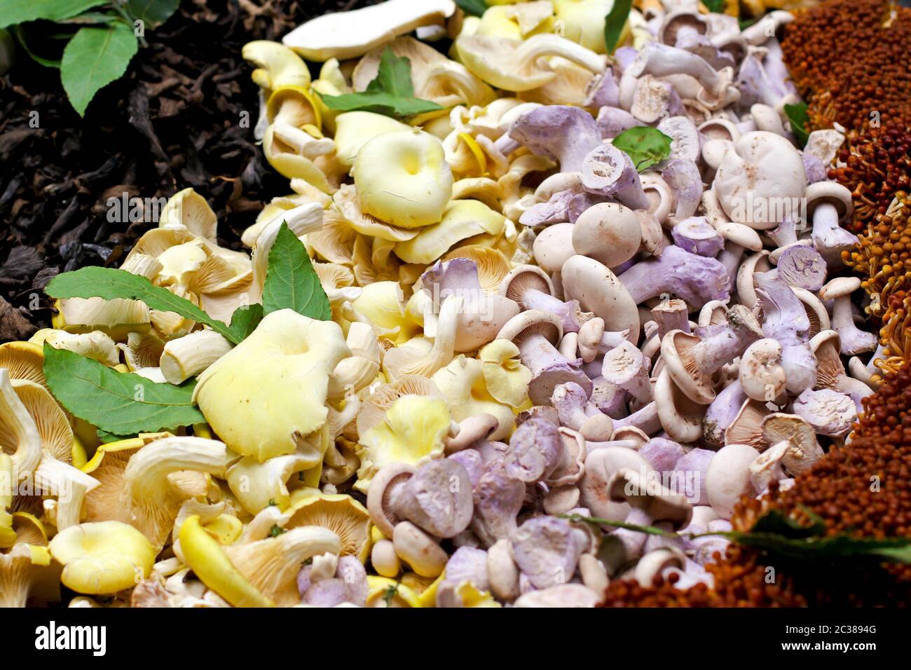 Grande varietà di fresco funghi coltivati venduti sul mercato Foto Stock