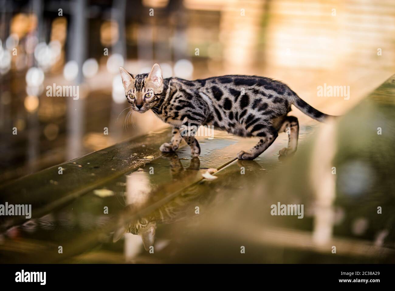 Un bel gatto bengala purebred che cammina all'aperto su un portico di legno bagnato. Il gatto macchiato si riflette nella pioggia sul pavimento di legno. Foto Stock