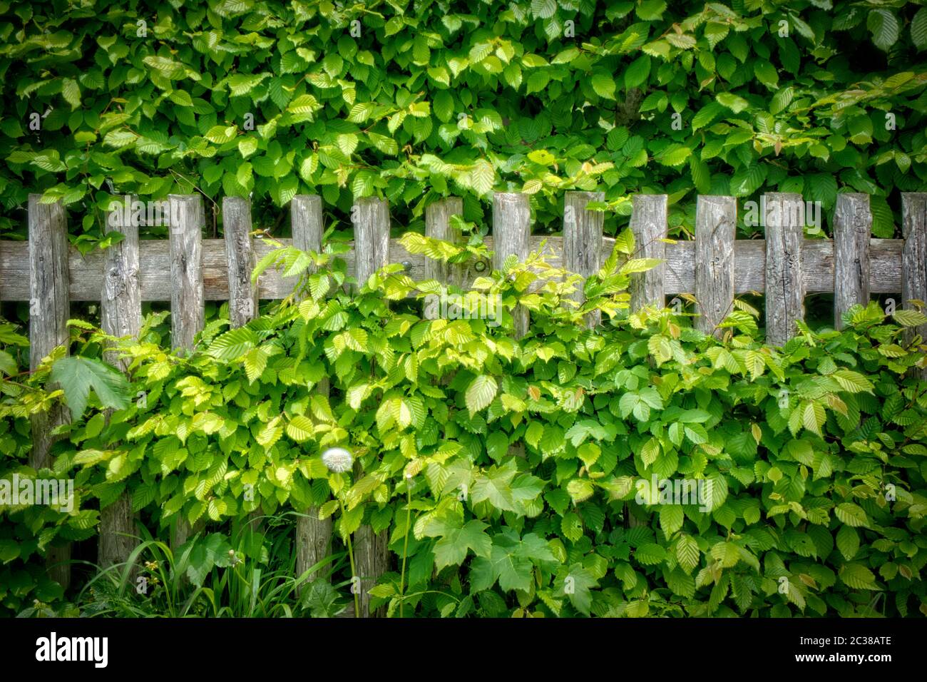 ARTE FOTOGRAFICA: La Fence Vecchia di faggio Foto Stock