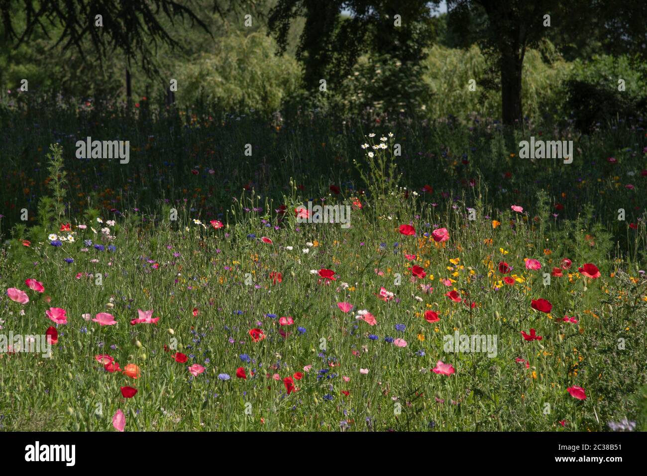 Traffic Island piantato con fiori selvatici in Coventry giunzione di A4600 Ansty Road e B4082 Clifford Bridge Road UK City of Culture 2021 Foto Stock