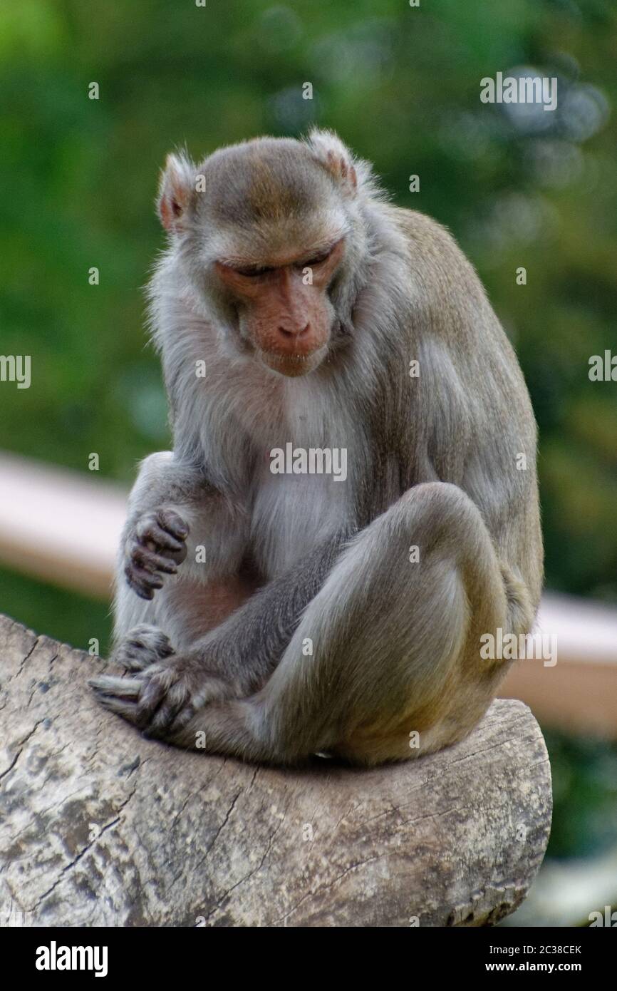 Scimmia rhesus Foto Stock