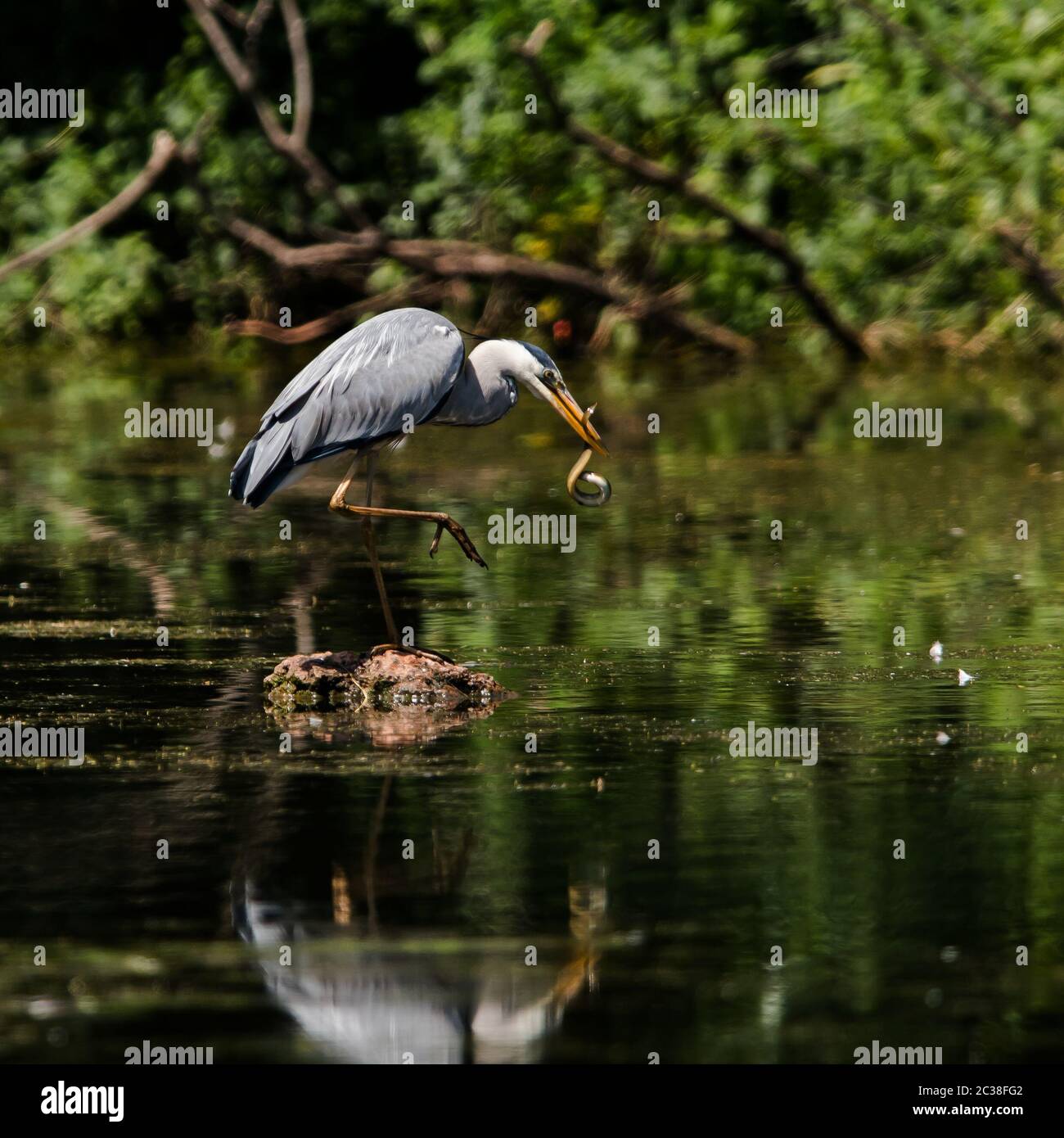 Gray Heron cacciato e mangia anguilla. Il suo nome latino è Ardea cinerea. Foto Stock