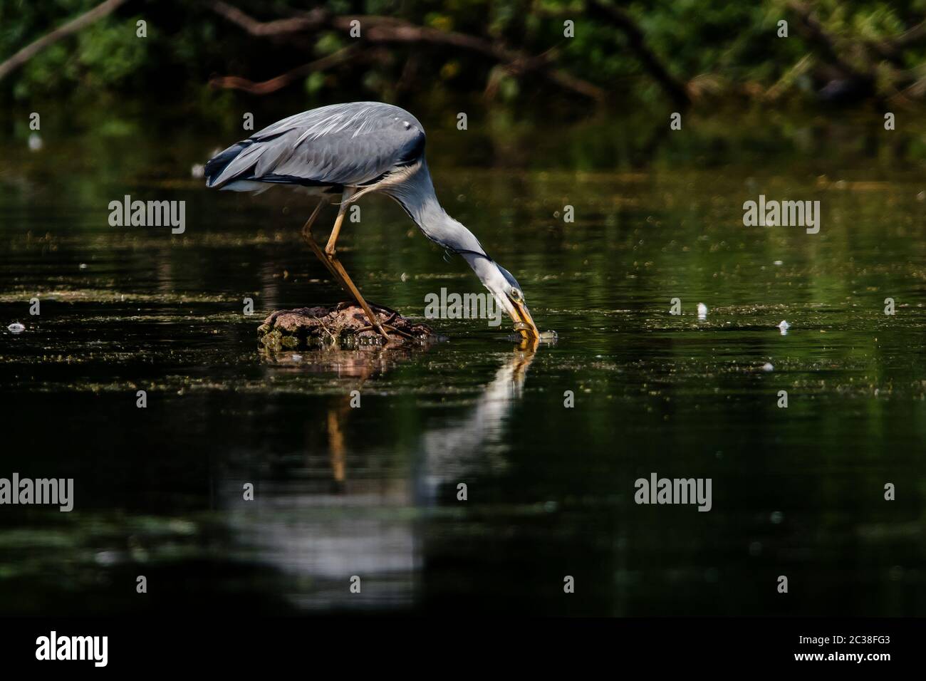 Gray Heron cacciato e mangia anguilla. Il suo nome latino è Ardea cinerea. Foto Stock