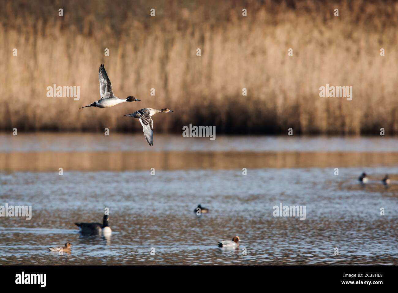 Coppia di pintail settentrionale in volo. Il loro nome latino è Anas acuta. Foto Stock
