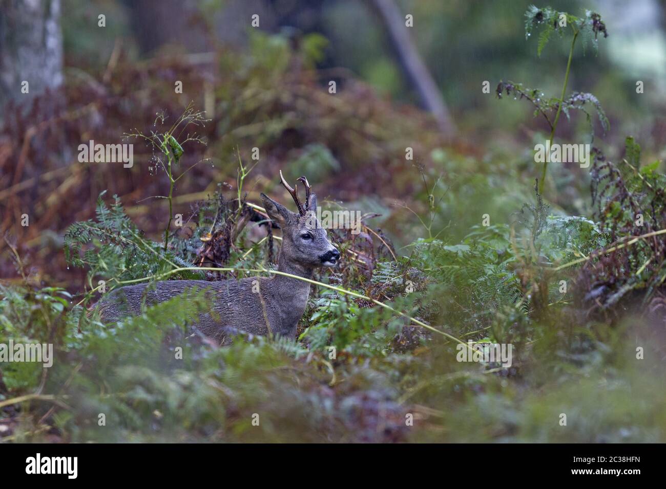 Roebuck durante una doccia con pioggia Foto Stock