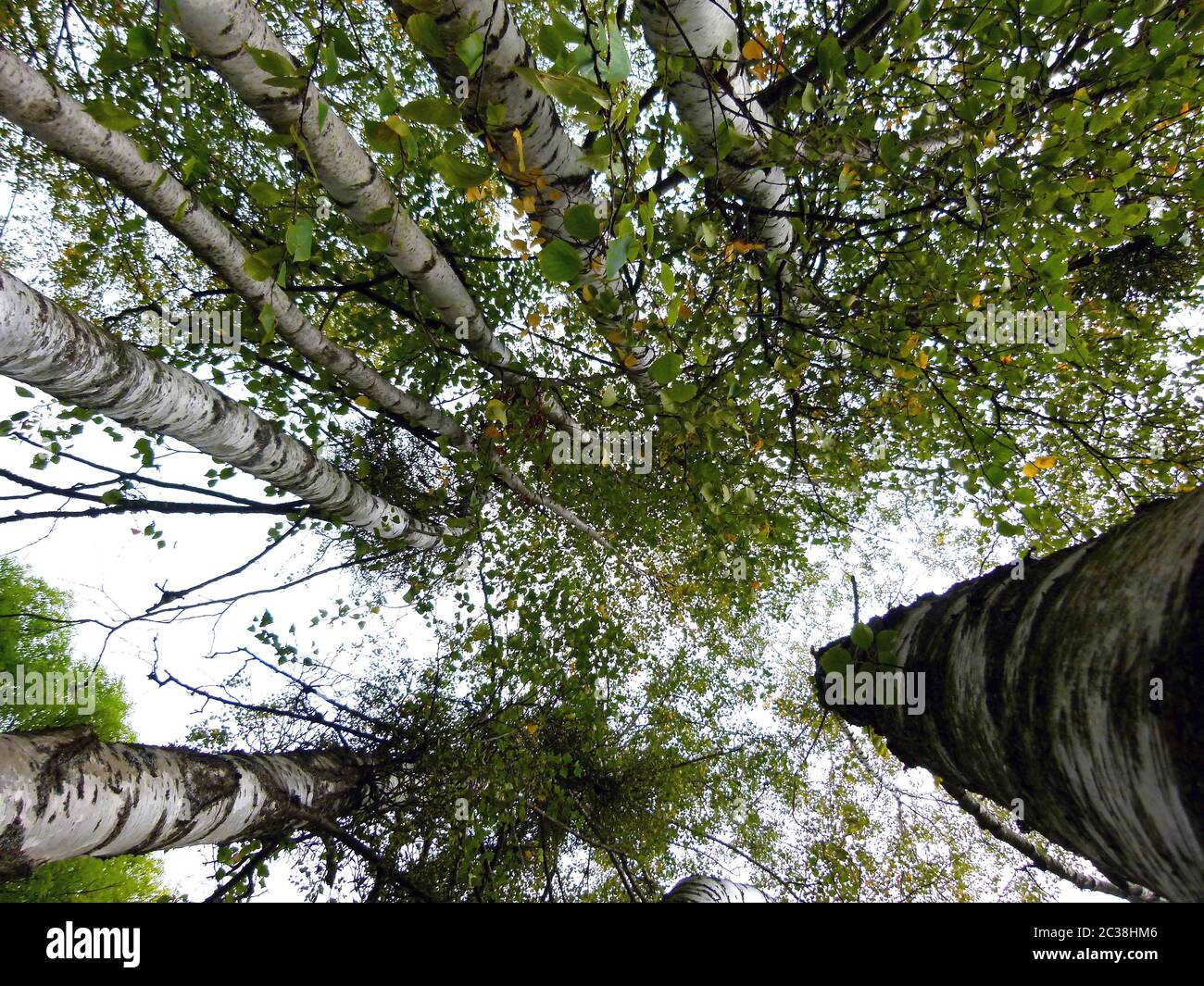 Gruppo di birches con foglie autunnali in prospettiva estremamente ripida Foto Stock