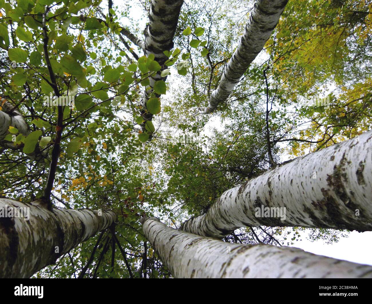 Gruppo di birches con foglie autunnali in prospettiva estremamente ripida Foto Stock