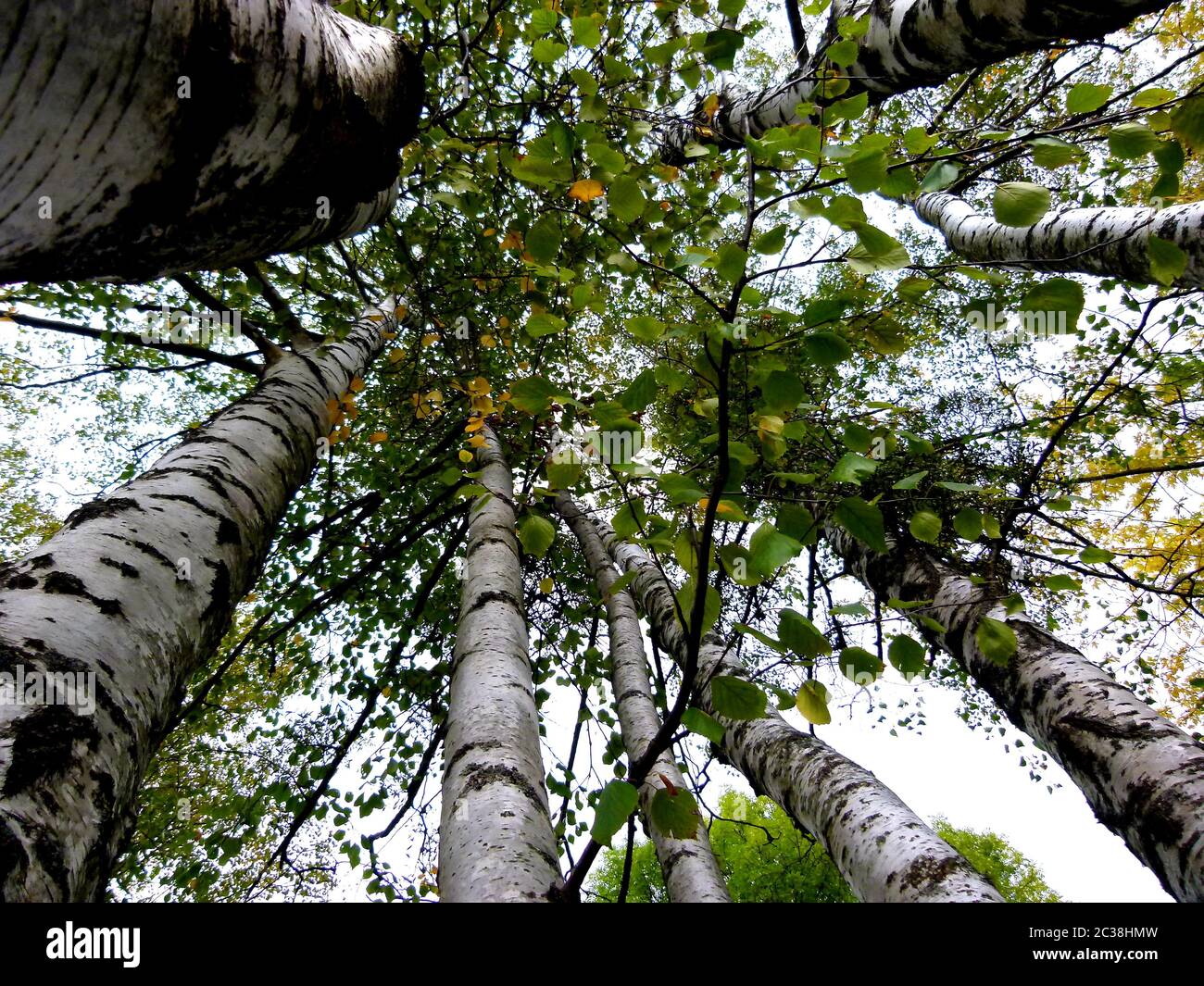 Gruppo di birches con foglie autunnali in prospettiva estremamente ripida Foto Stock