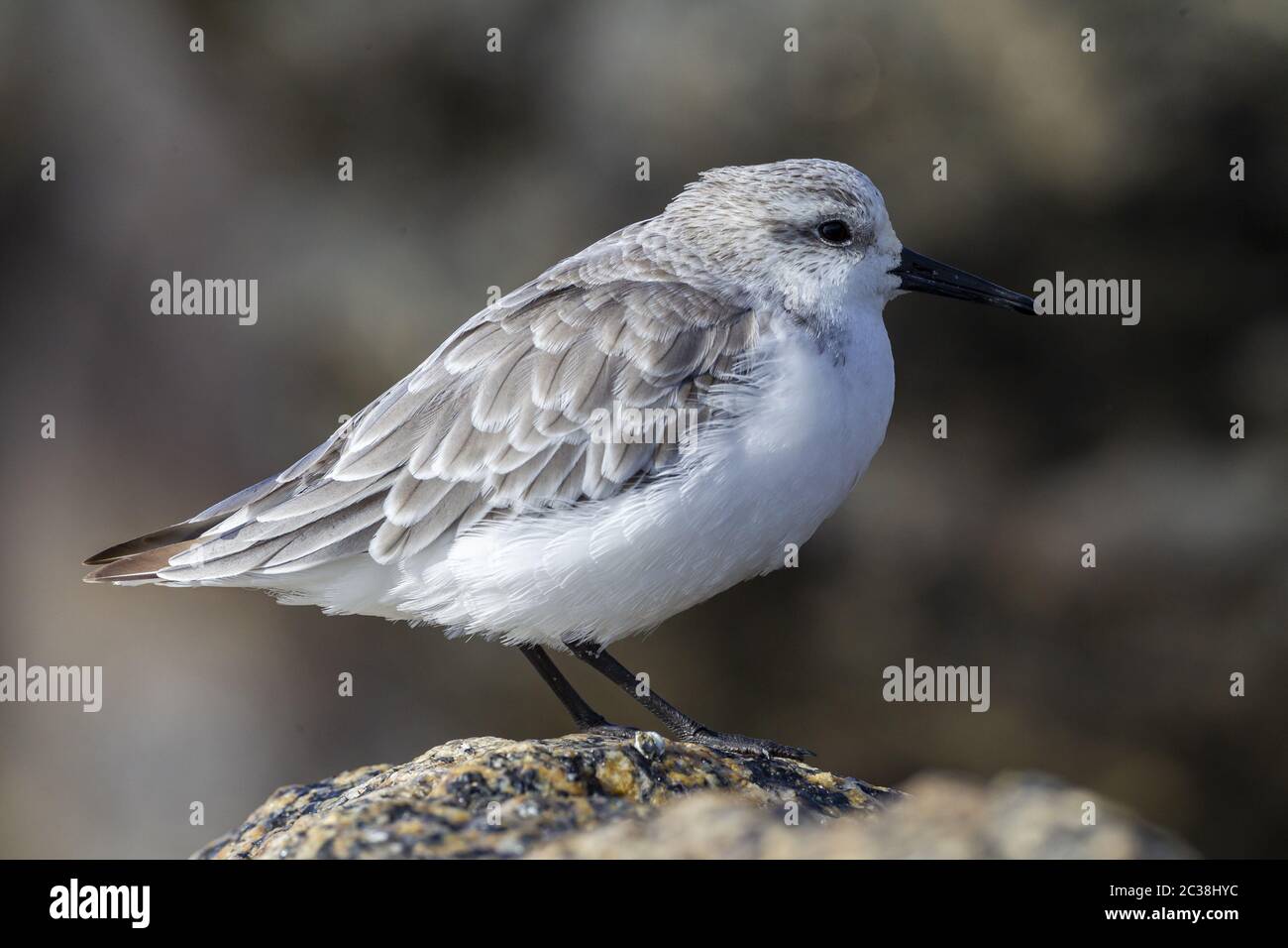 Sanderling uccello giovanile in autunno Foto Stock