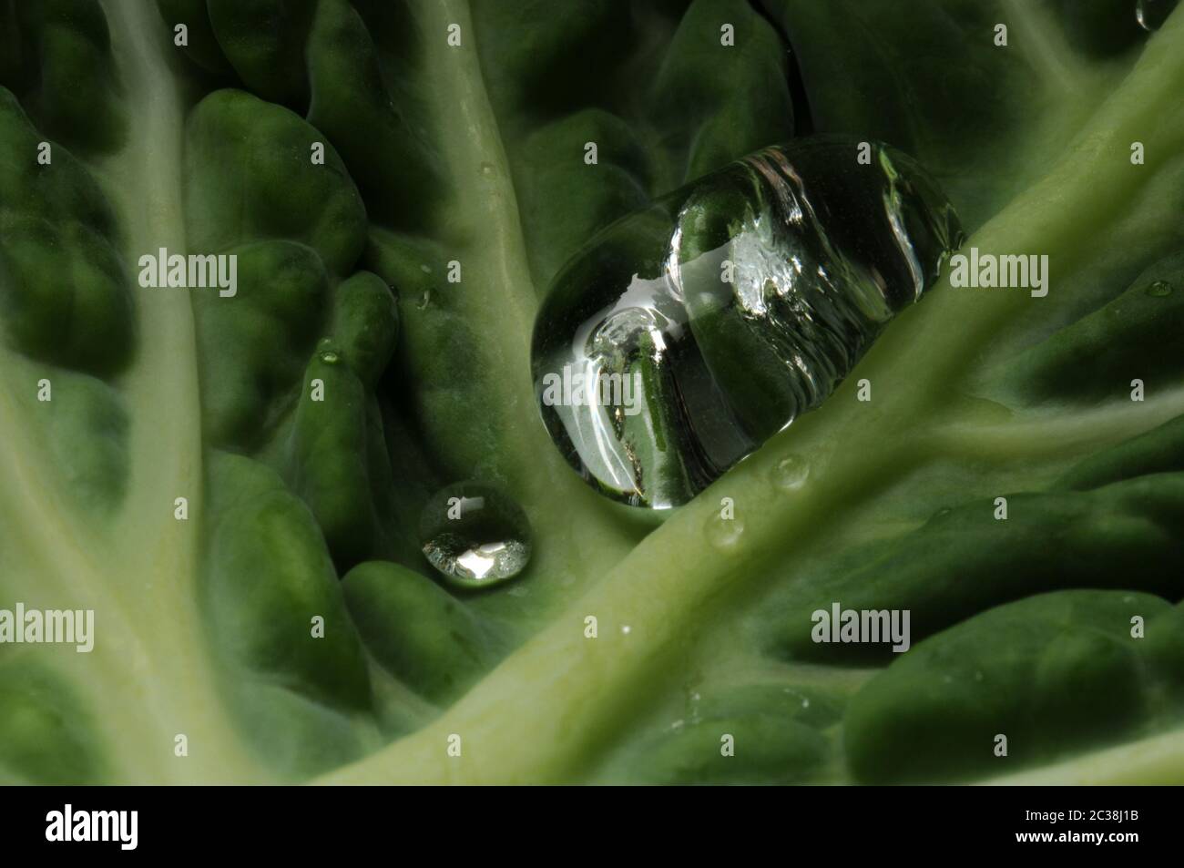 Foglia di cavolo sabaudo con gocce d'acqua Foto Stock