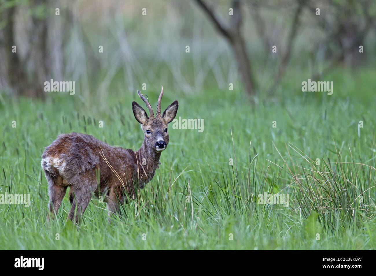 ROE Deer buck in cattive condizioni mediche cercando intentemente Foto Stock