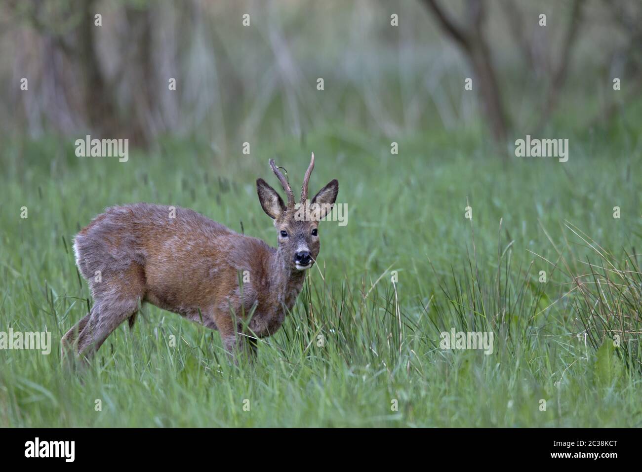 ROE Deer buck in cattive condizioni mediche cercando intentemente Foto Stock