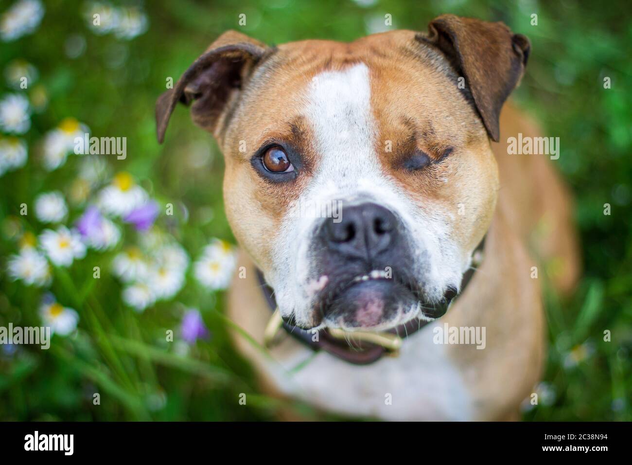 L'American Pit Bull Terrier Foto Stock