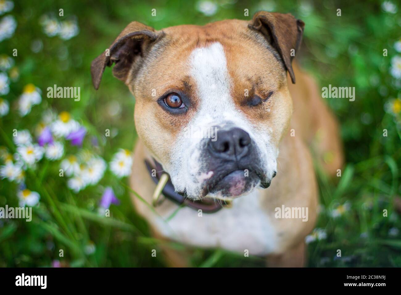 L'American Pit Bull Terrier Foto Stock