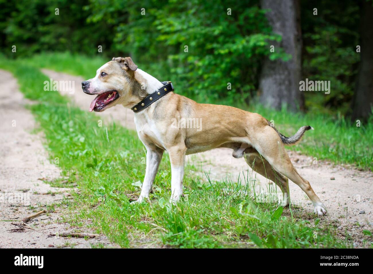 Bulldog atletico e in forma Foto Stock