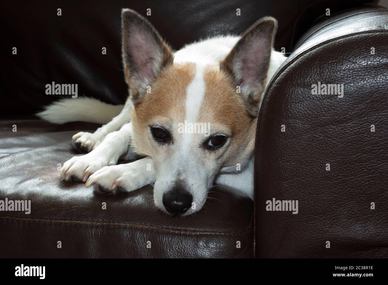 Cane tipo russell marrone e jack bianco con orecchie incallite che giacciono su una sedia di pelle marrone che guarda leggermente lontano dalla fotocamera. Foto Stock