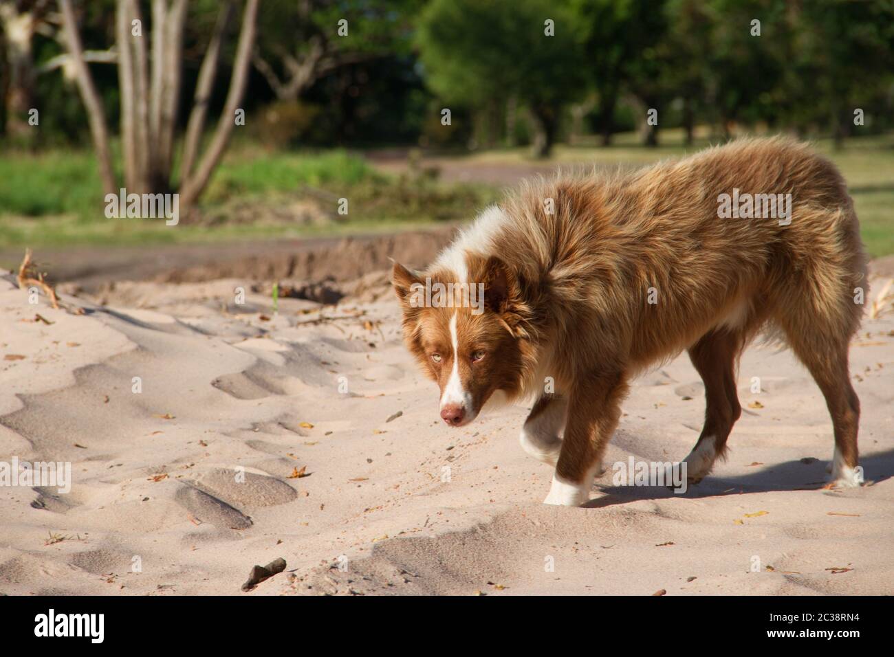 Mongrel dog attraversa a piedi Siberiano all'aperto Foto Stock
