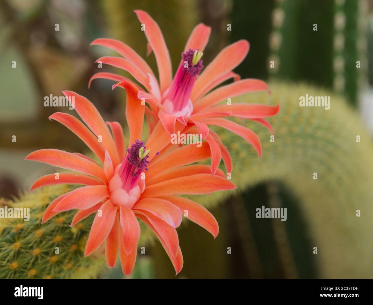 Coda di ratto Cactus Fiori Aporacactus flagelliforis pendente cactus perenne porta fiori lungo lunghi steli verdi spinosi Foto Stock