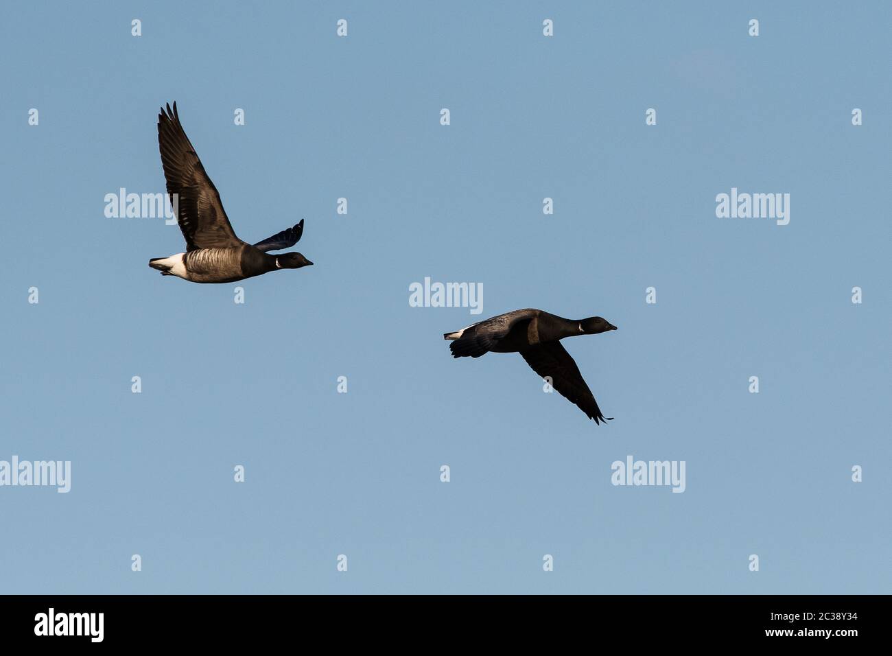 Coppia di Brent Goose in volo su un cielo. Il loro nome latino è Branta bernicla. Foto Stock