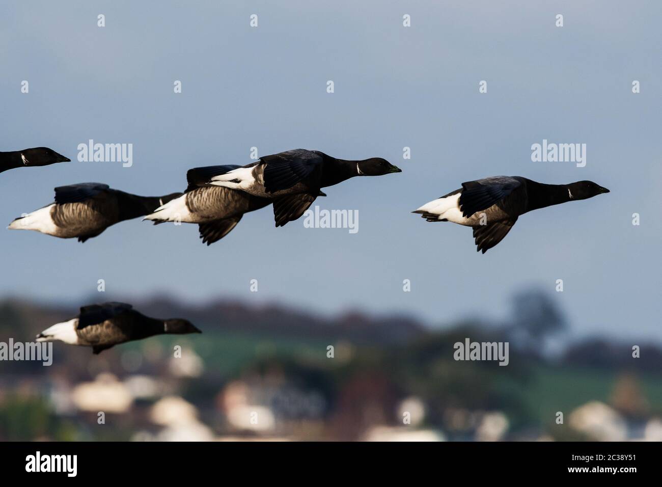 Gregge di Oca Brent in volo su un cielo. Il loro nome latino è Branta bernicla. Foto Stock