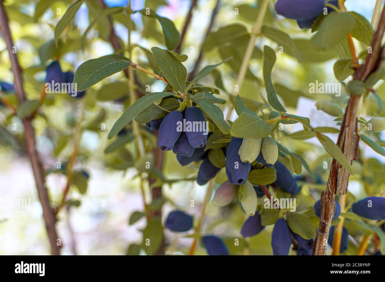 Bacche di Haskap che crescono in un giardino. Naturale sano idea di mangiare. Foto Stock