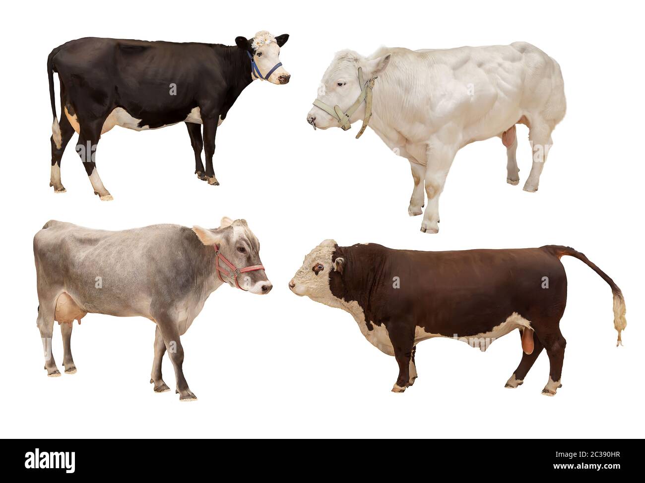 mucca animale animale mammifero quattro pezzi isolati su sfondo bianco, agricoltura Foto Stock