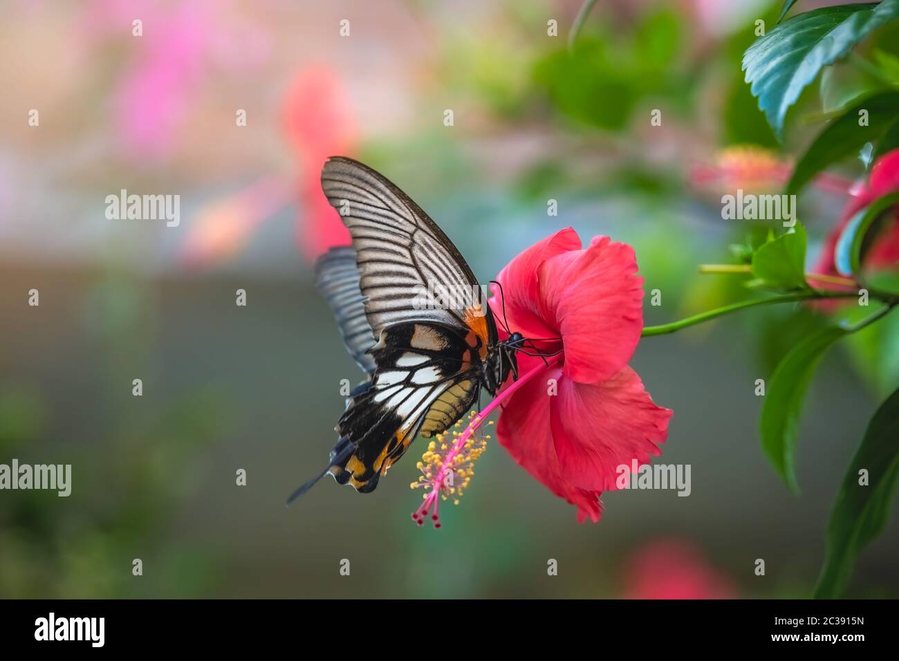 Farfalla tropicale su fiore di rosa cinese Foto Stock
