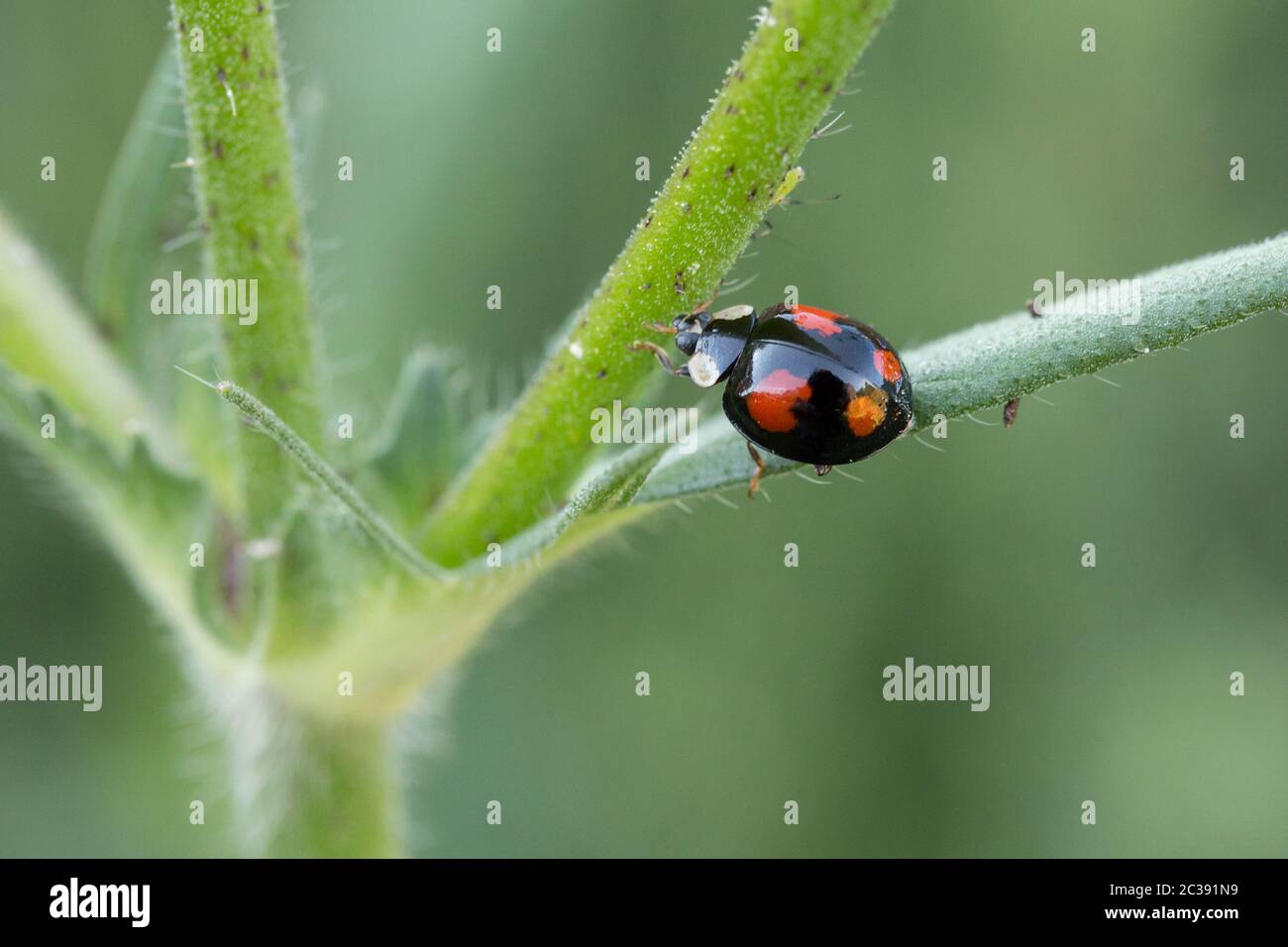 Corpo nero lucido Ladybird con quattro macchie rosse sui falletti delle ali e un contrassegno bianco su ciascun lato dietro la testa. Piccolo scarabeo che si nutre di afidi in estate Foto Stock