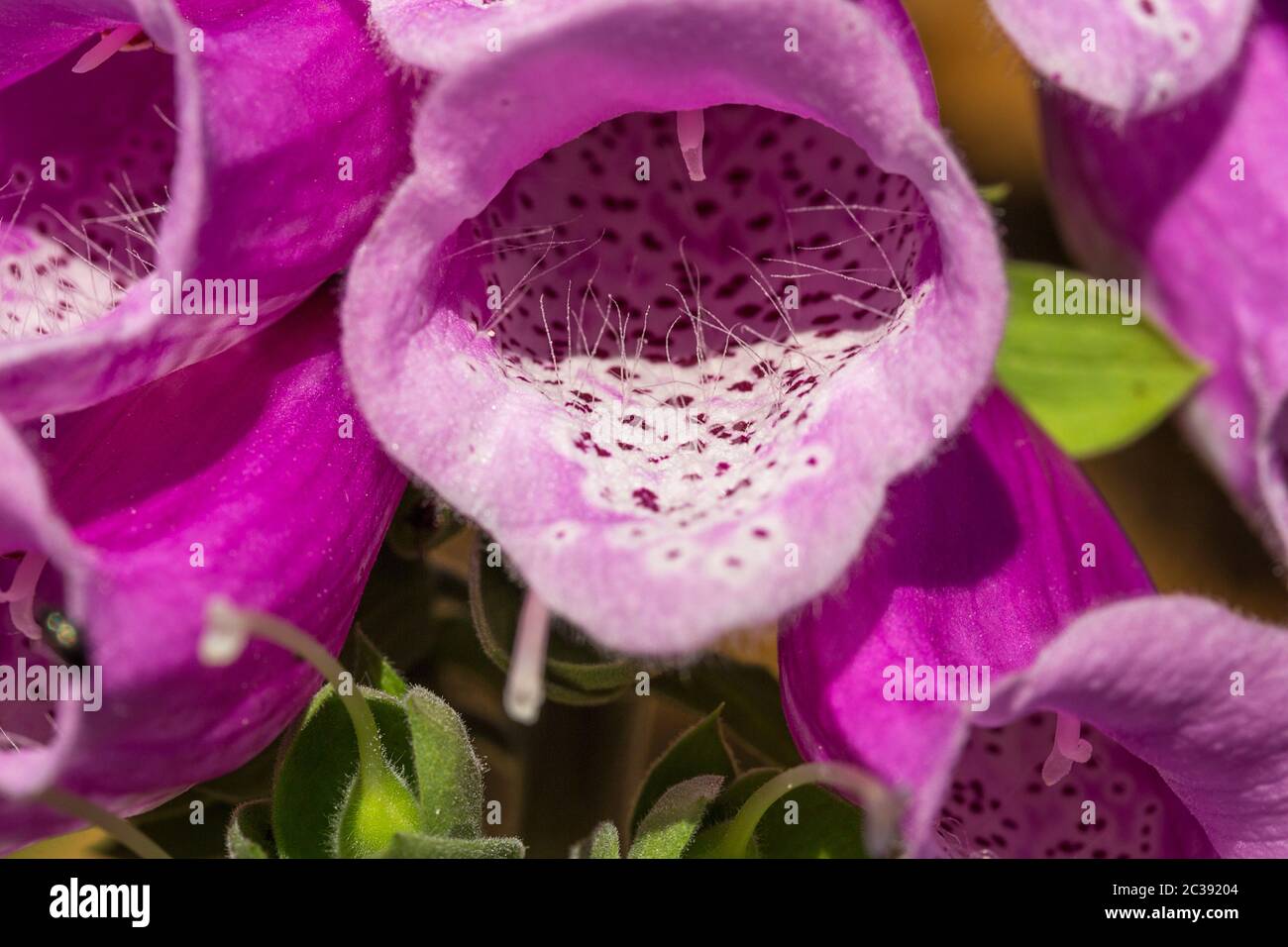 Guanto di fossa closeup Digitalis purpurpurea tubo di petalo viola composto da cinque lobi con lobo grande sul fondo del fiore. All'interno, con peli, è possibile utilizzare un motivo spotty Foto Stock