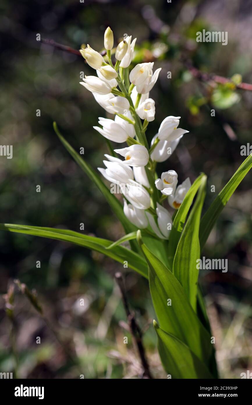 Cefalantera lonifolia comunemente conosciuta come elleborina a foglie strette una rara orchidea Foto Stock