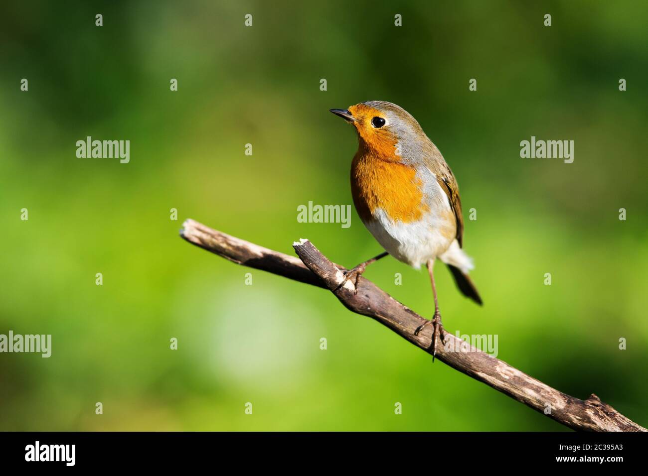 Europeo Robin nel suo ambiente. Il suo nome latino è Erithacus rufecula. Foto Stock
