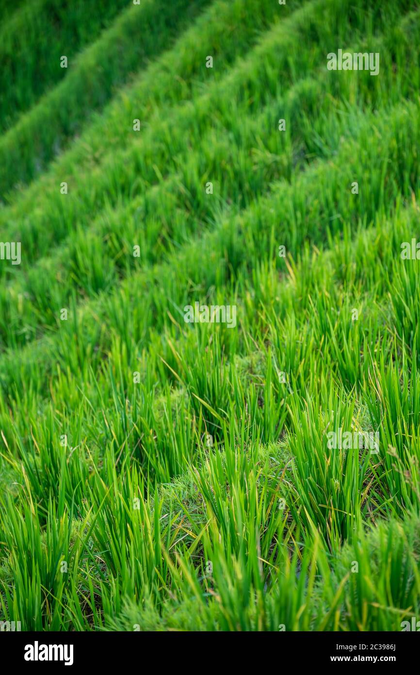 Riso che cresce sulle terrazze di riso Longji Foto Stock