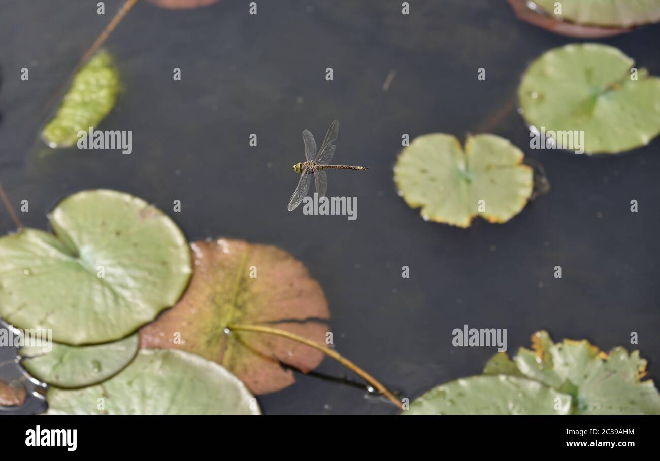 libellula Foto Stock