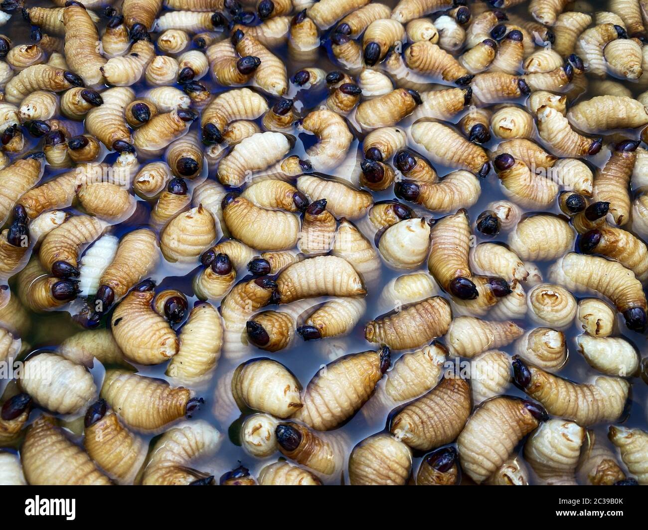 Lava grasso per mangiare, mercato asiatico vendere insetti Foto Stock