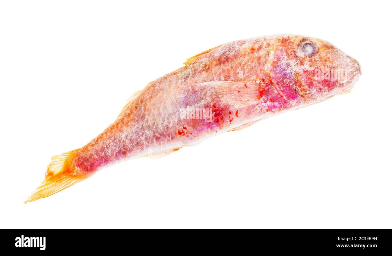 pesce di triglia rosso surgelato isolato su sfondo bianco Foto Stock