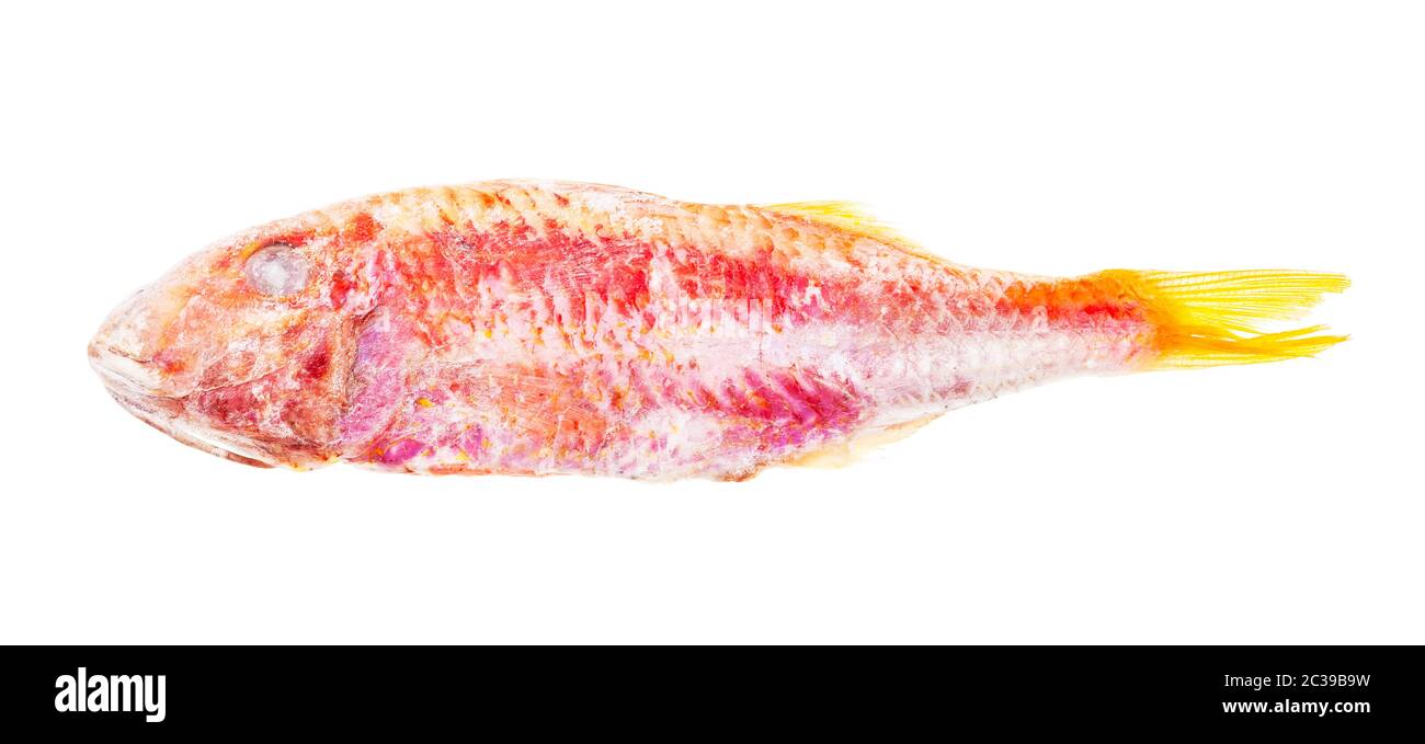 pesce di triglia rosso surgelato isolato su sfondo bianco Foto Stock